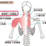 肩こりを解消する３つの筋膜リリース方法！