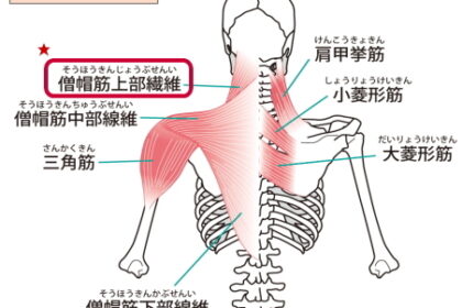 肩の筋肉の画像