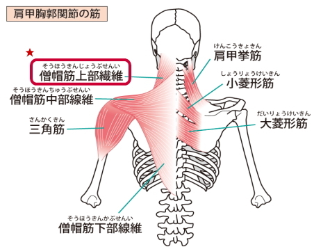 肩の筋肉の画像