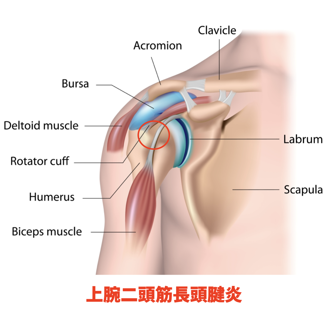 肩の解剖画像