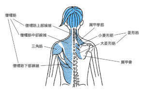 肩・首の筋肉の画像